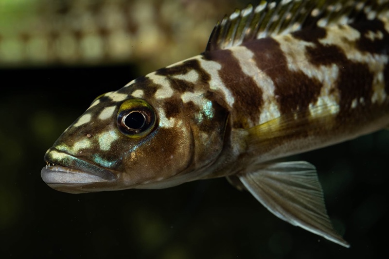 Lepidiolamprologus kamambae 'Kerenge Island'